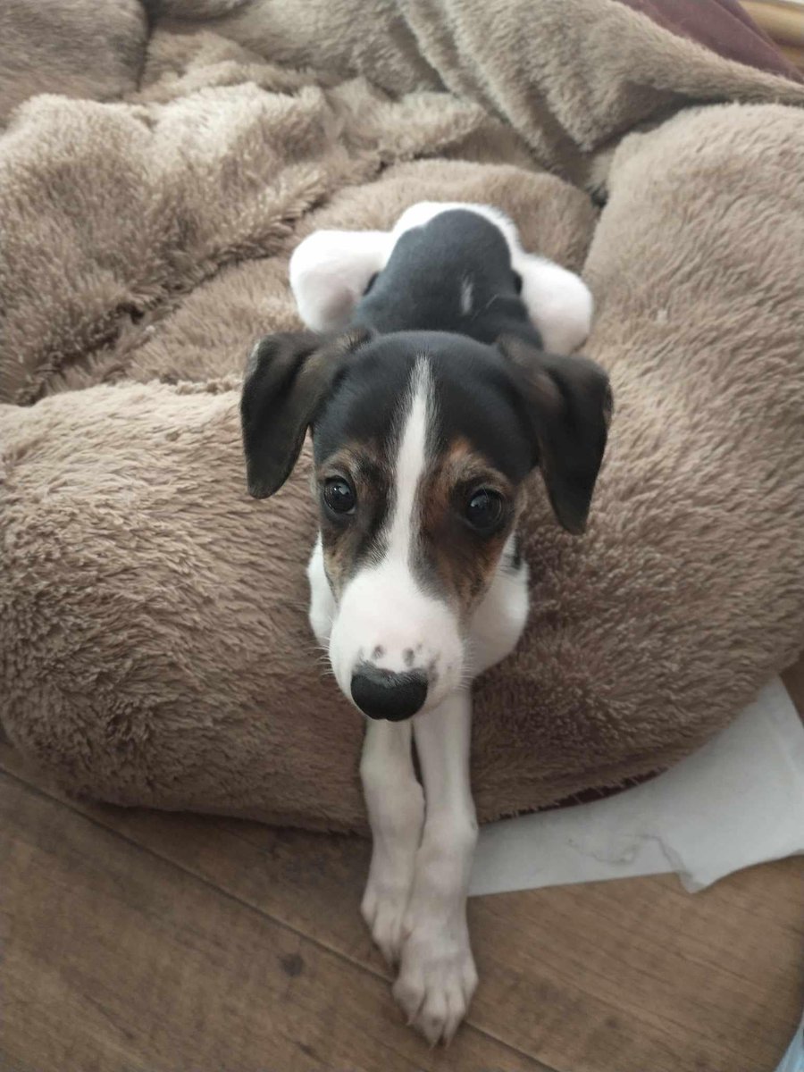 Please retweet to help Vinnie find a home #EVESHAM #WORCESTERSHIRE #UK AVAILABLE FOR ADOPTION, REGISTERED BRITISH CHARITY✅ LURCHER PUP AGED 3 MONTHS, he can live with children aged 15+ and nees to live with another friendly dog🐶✅ Our gorgeous puppy Vinnie is still looking for…