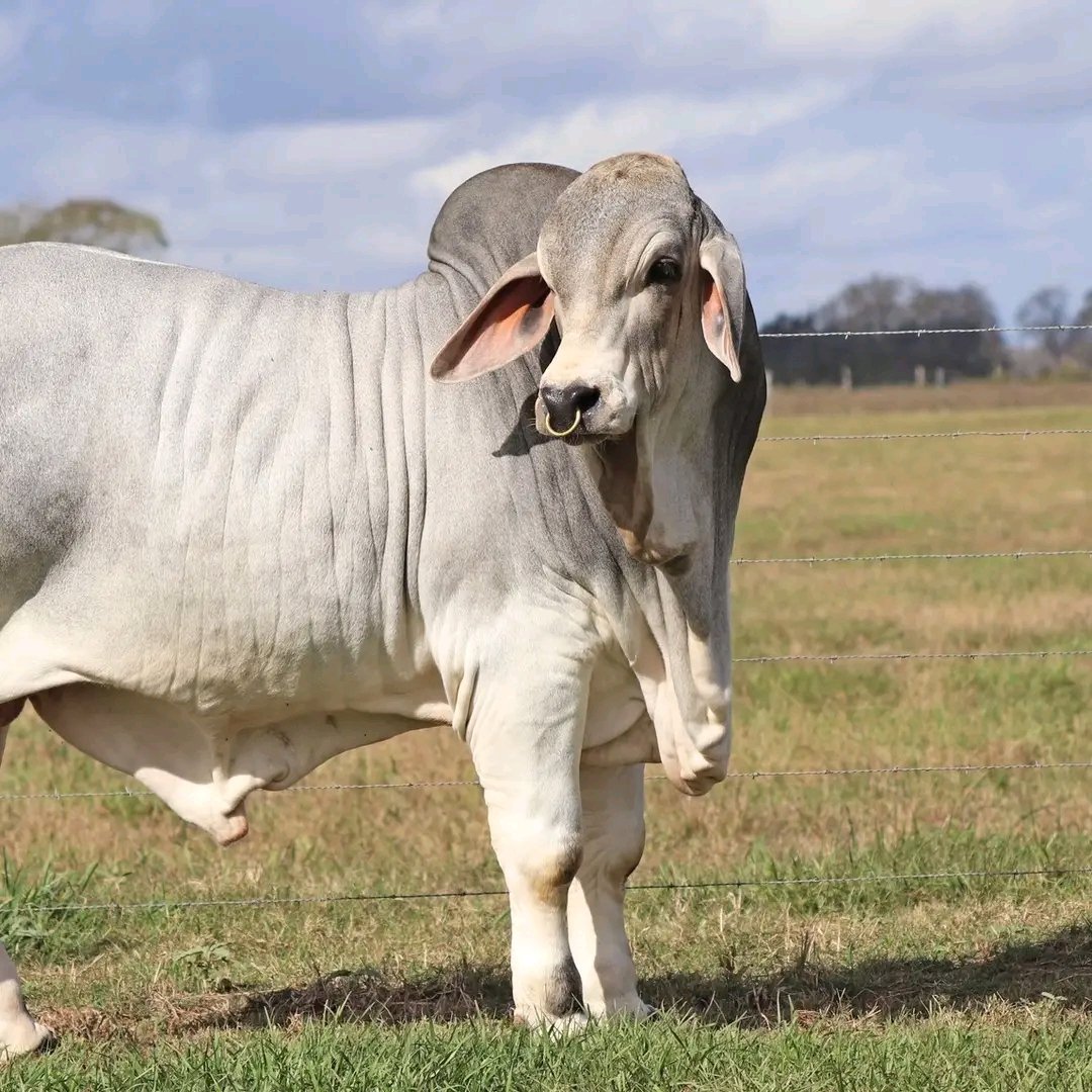 AMERICAN BRAHAM Adult Brahman bulls typically weigh between approximately 816 to 998 kilograms while the adult cow usually weigh around 454 to 635 kilograms. The calves are small at birth, weighing 60 to 65 pounds, but grow very rapidly and wean at weights comparable to other…