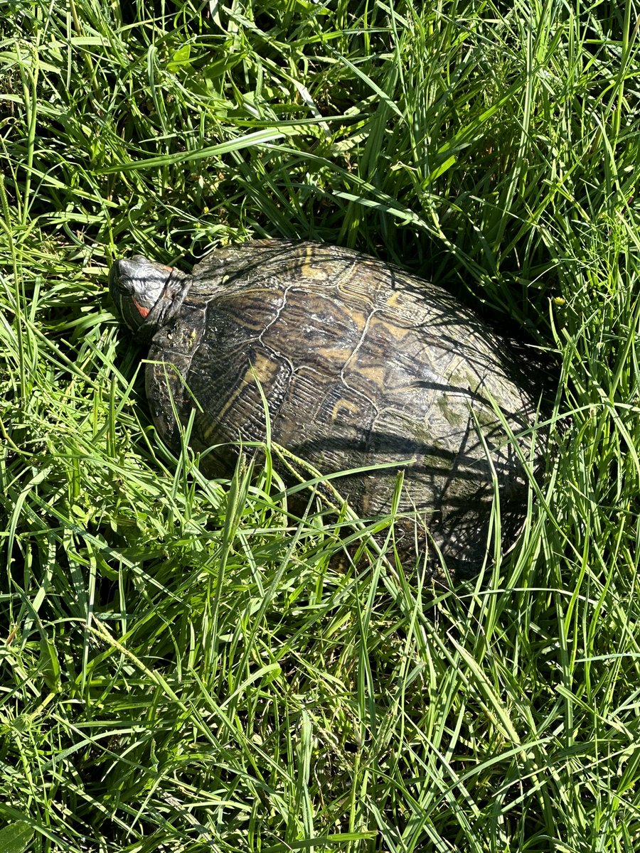 SNM Arabians tweet media