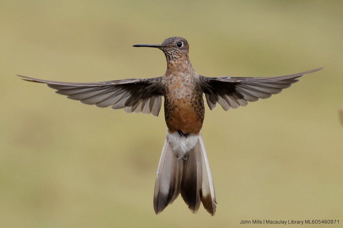 Our migration tracking, genomic, physiological, & morphological analyses reveal that the high-elevation resident Northern Giant Hummingbird is a new species––the world's largest hummingbird. We describe it, propose a new scientific name, & designate a holotype. 11/