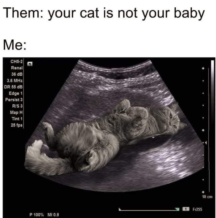 Is this you? 😆 I’ve always been a cat person. I once performed a persuasive speech about why cats are better than dogs. Some of my arguments: 1. Cats don’t eat 💩. 2. Put down food and water, and you can leave for the weekend. 3. Cats don’t eat shoes, etc. 4. Cats are more