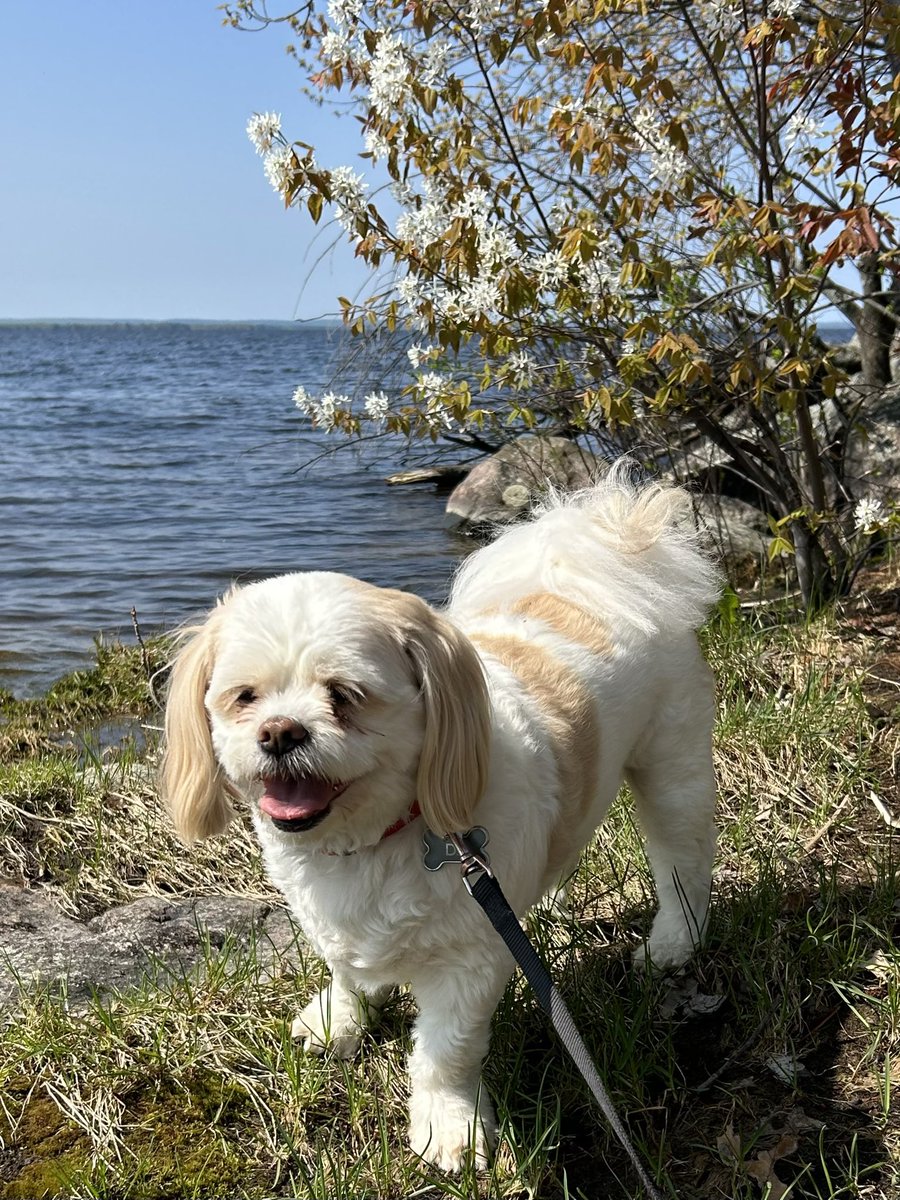 @iaindwelch Beautiful start of the day 🐶😎❤️ #hoorayfordogs #outdoors #smile