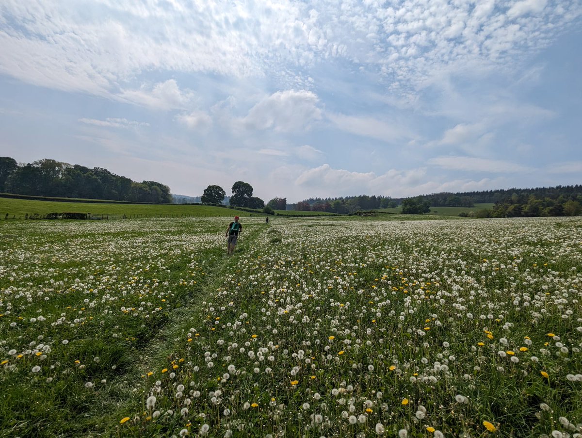 People have some bizarre (and sometimes, unhinged) ideas about how humans move in the landscape when they're given unrestricted access. No, they don't trample every bluebell. Nor do they carry out search & destroy operations on every bird nest. Here are some examples 🧵