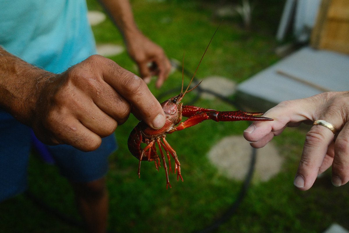 GM frens! The Hands of Jose, Carlos, & The Crawfish Captured in New Orleans, LA