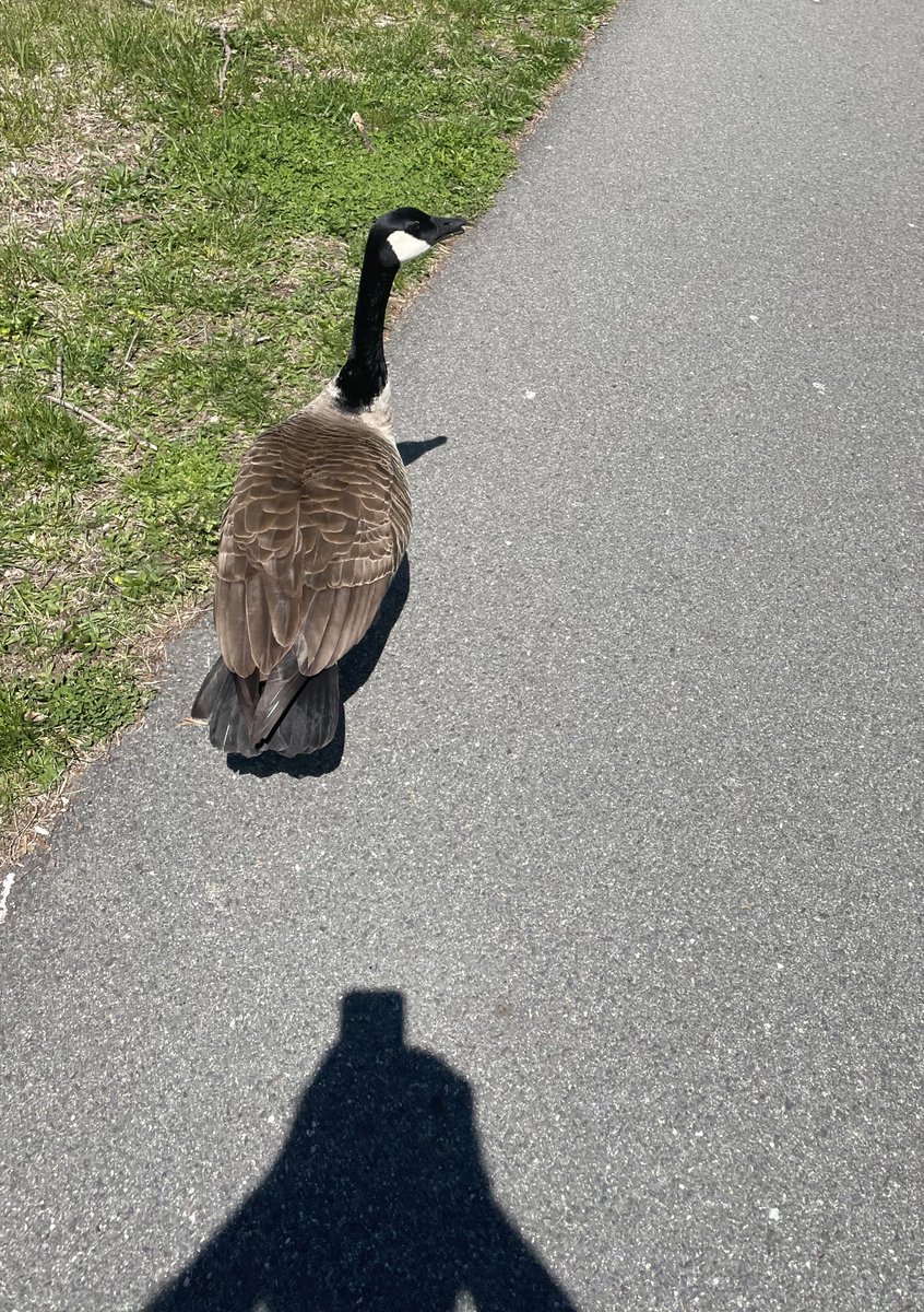 So excited for the Boston show tonight, particularly because this goose will NOT be in attendance