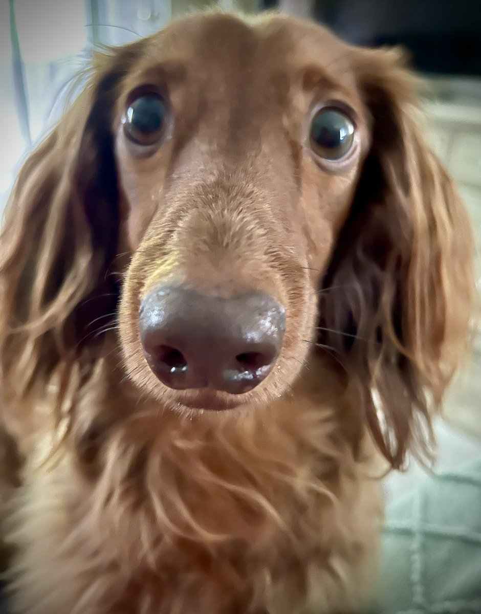 Rainy Tuesday 🌧️🌧️🌧️ Nothing to do but stare at Mom until she gives me a treat!!!❤️❤️❤️ Have a great day! Love Sherman 🐾🐾🐾 #dachshunds  #dogsofx