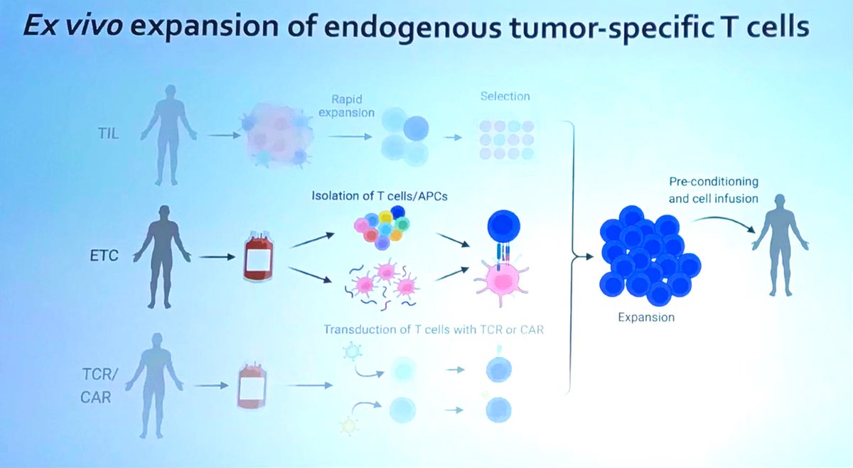 Dr. Nicoletta Cieri @DanaFarber is showing that T cell receptor (TCR)-engaging #biomaterials selectively expand antigen-specific T cells with a favorable phenotype for #Immunotherapy. #IOTNCapstoneMeeting