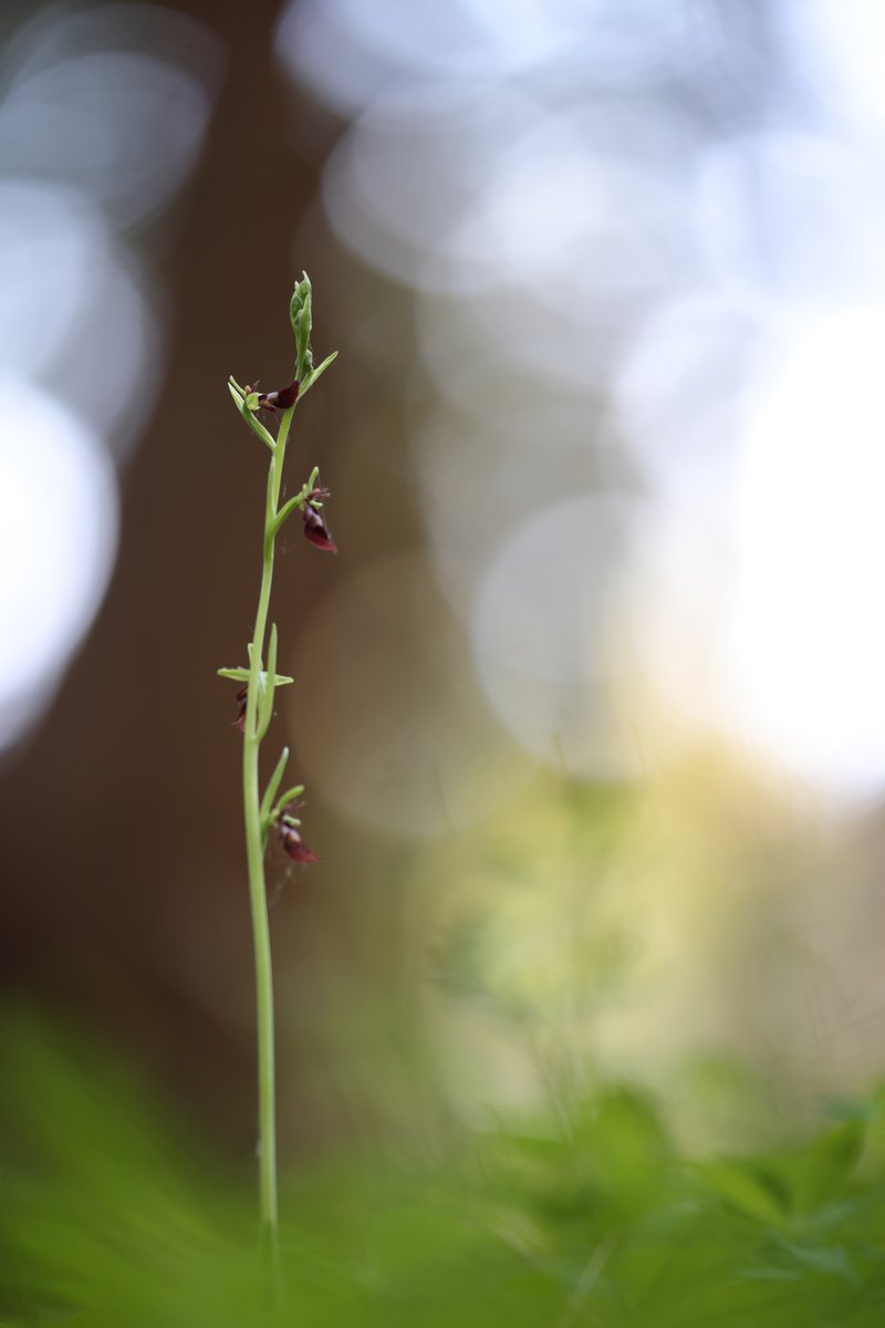 Fly Orchid, I really enjoy photographing these in woodlands.