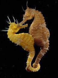 Do you know that male seahorses are the ones who give birth? After mating, the female transfers her eggs to a pouch on the male's abdomen, where he carries and incubates them until they hatch! #doyouknow #SeahorseFacts