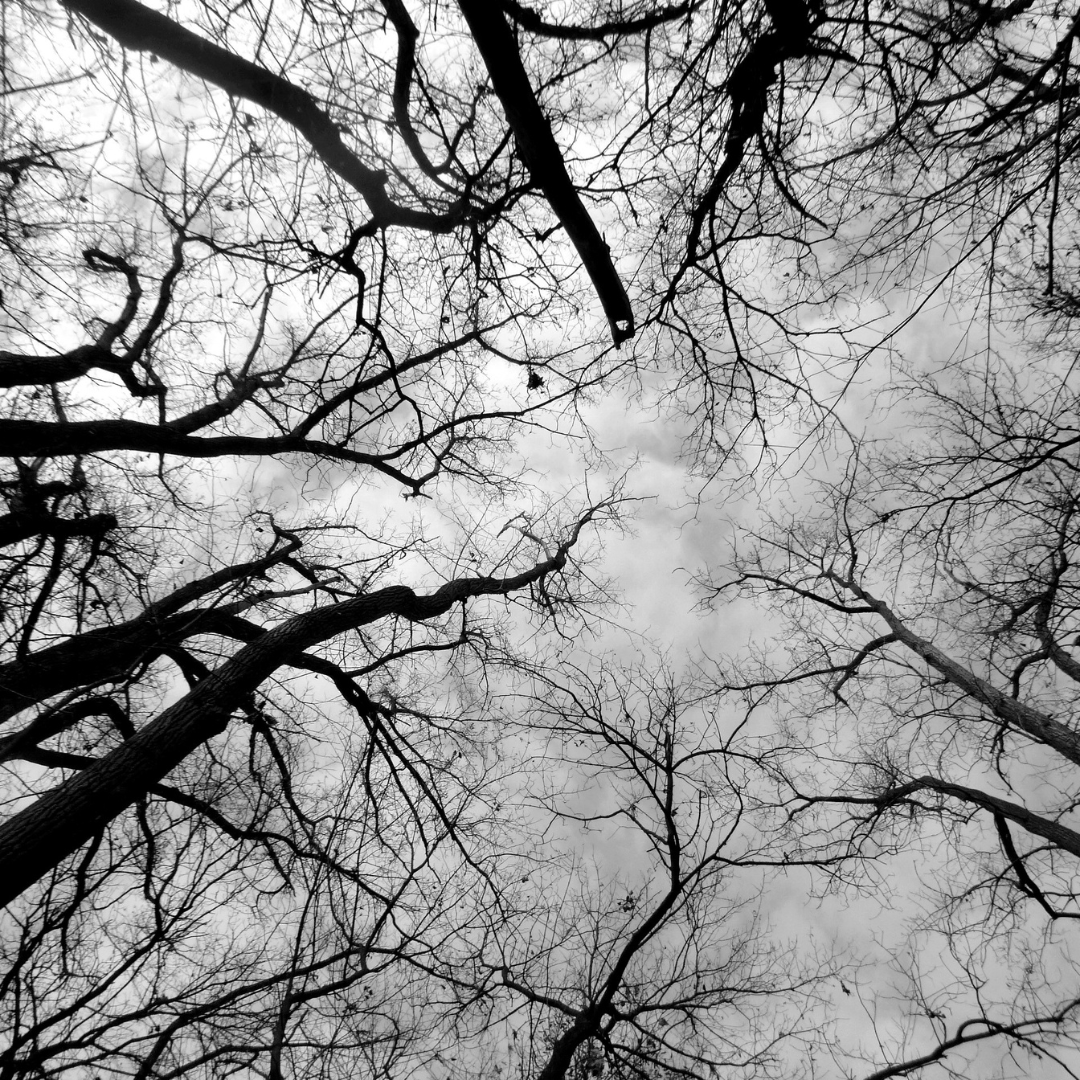 focusonnatureca's tweet photo. Check out these silhouette student photos! The element of tone has been perfectly executed in these photographs!
#focusonnature #nonprofitorganization #studentphotos #nature #photography #naturephotography #ontario #silhouettes #tone #elementsofdesign #dark #light #outline https://t.co/amuWFo7k5b