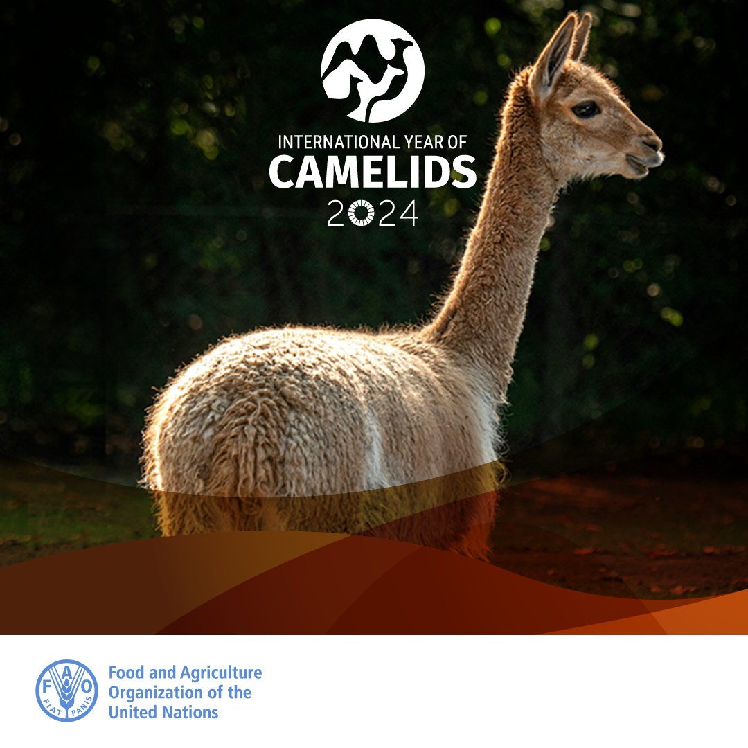 In celebration of the #IYC2024, the @FAO is collaborating with partners to highlight the important role camelids play in community livelihoods & in building resilience to climate change, particularly in mountains & arid lands. 🐪 #YearofCamelids 👉fao.org/fao-stories/ar…