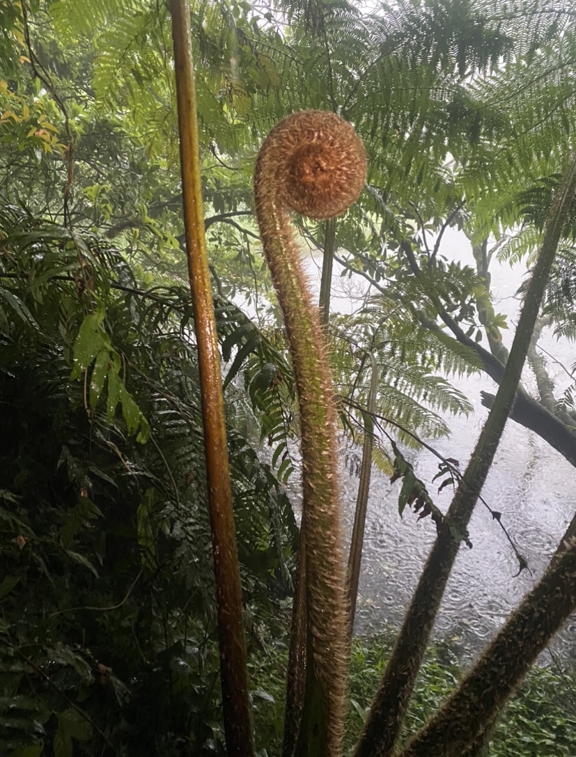 voices_______'s tweet image. a flyer.
a caption. 
an artist statement as invitation. 
a spiral to represent it all. 
🦋🌀💙