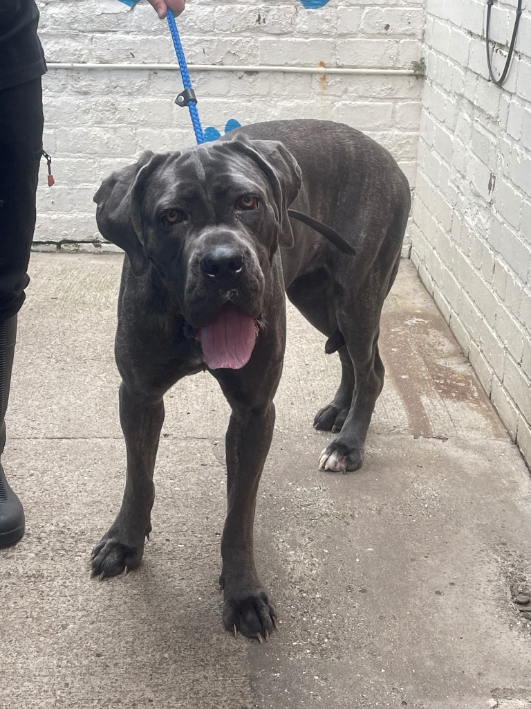 Please retweet to help Nova find a home #BIRKENHEAD #LIVERPOOL #UK 
AVAILABLE FOR ADOPTION✅
NOW TAKING APPOINTMENTS FOR NOVA – PLEASE CALL 0151 556 1220 TO SPEAK WITH STAFF AND MAKE AN APPOINTMENT ***
BREED/AGE/COLOUR: Cane Corso (very large breed), 15 months old and blue.
TYPE