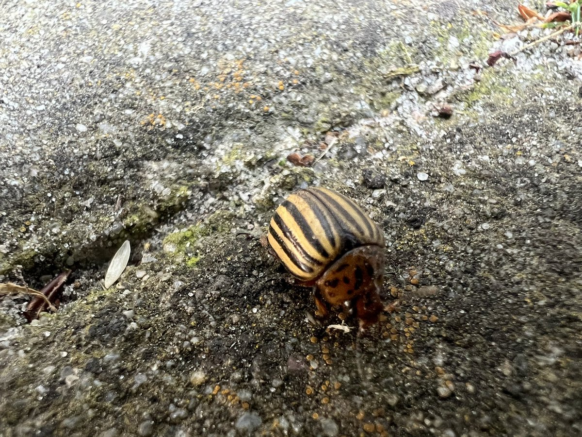 Daar ist ie weer….

Weliswaar nog op de klinkers maar denk dat z’n weg wel vind naar de percelen.