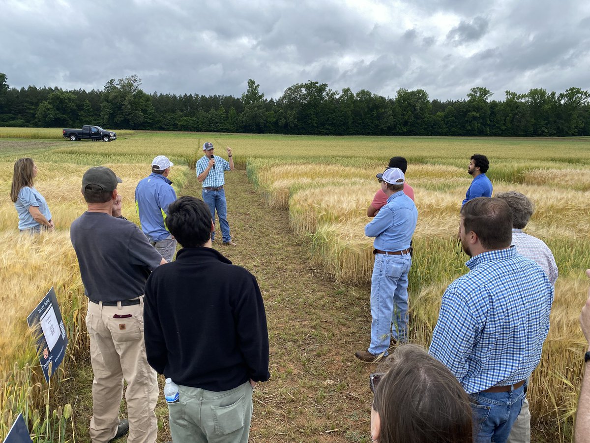 Barley Field Day at the TV Rec in Madison, AL. Good varieties to look at part of the AU OVTs program! Thanks to <a href="/HGJordanJr/">Henry Jordan</a> for putting this field day together. <a href="/ACESedu/">Alabama Extension</a> <a href="/AuburnAg/">Auburn Agriculture</a>