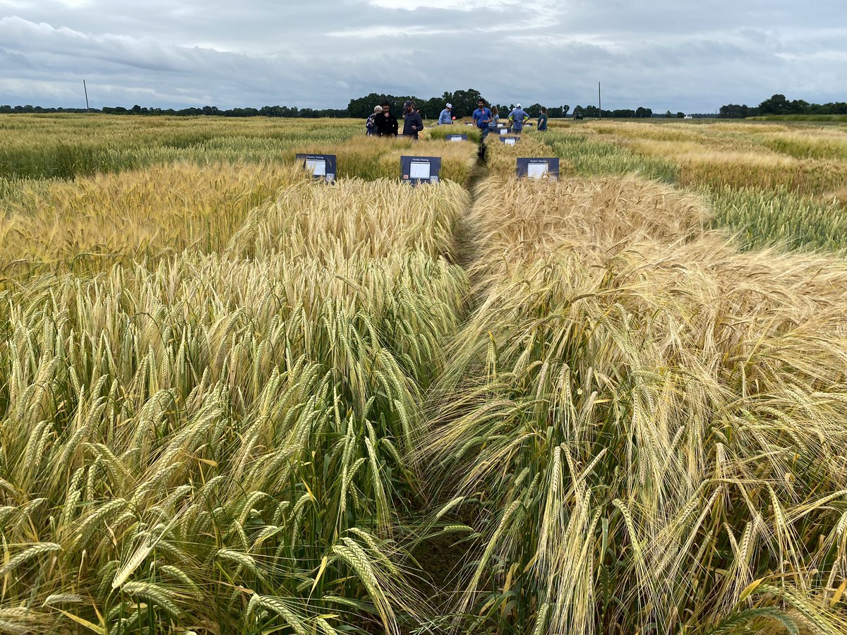 Eros Francisco tweet media