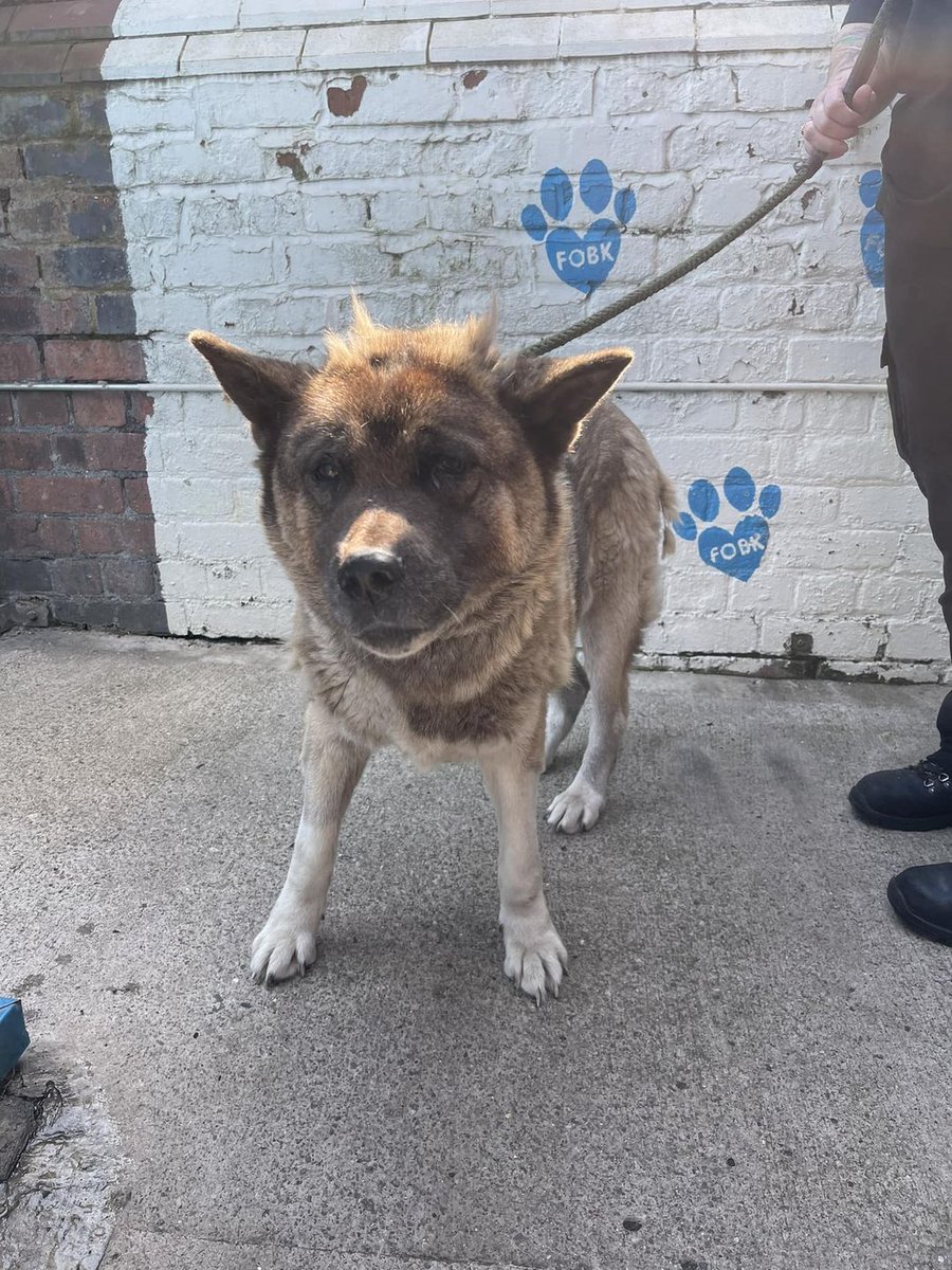 Please retweet to HELP FIND THE OWNER OR INFORMATION ABOUT THIS STRAY DOG FOUND #BIRKENHEAD #LIVERPOOL #UK 🆘
Anyone missing this dog? Female Akita cross. Found by #Bidston Tip. Worn brown leather collar with silver studs, no tag and not microchipped. Safe with us 0151 556 1220 -