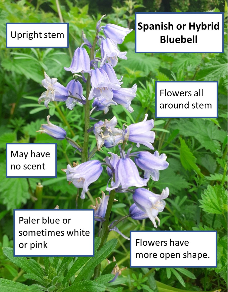 May is the best month for Bluebells, but do you know the native Bluebell from an imposter? Non-native Spanish Bluebells and their hybrids may also be found in the wild, which can outcompete the native species. Below are some tips to help separate them.