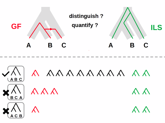 Really nice talk by <a href="/GaltierNicolas/">Nicolas Galtier</a> explaining how his new method APHID leverages phylogenetic conflict to distinguish and quantify ILS and gene flow during species divergence: