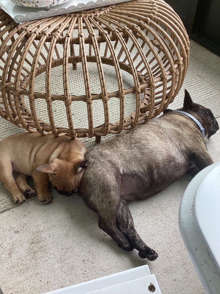 Poor Agnes. She doesn’t know yet that Irma’s butt hole is a deadly place to rest your head #FrenchieLife