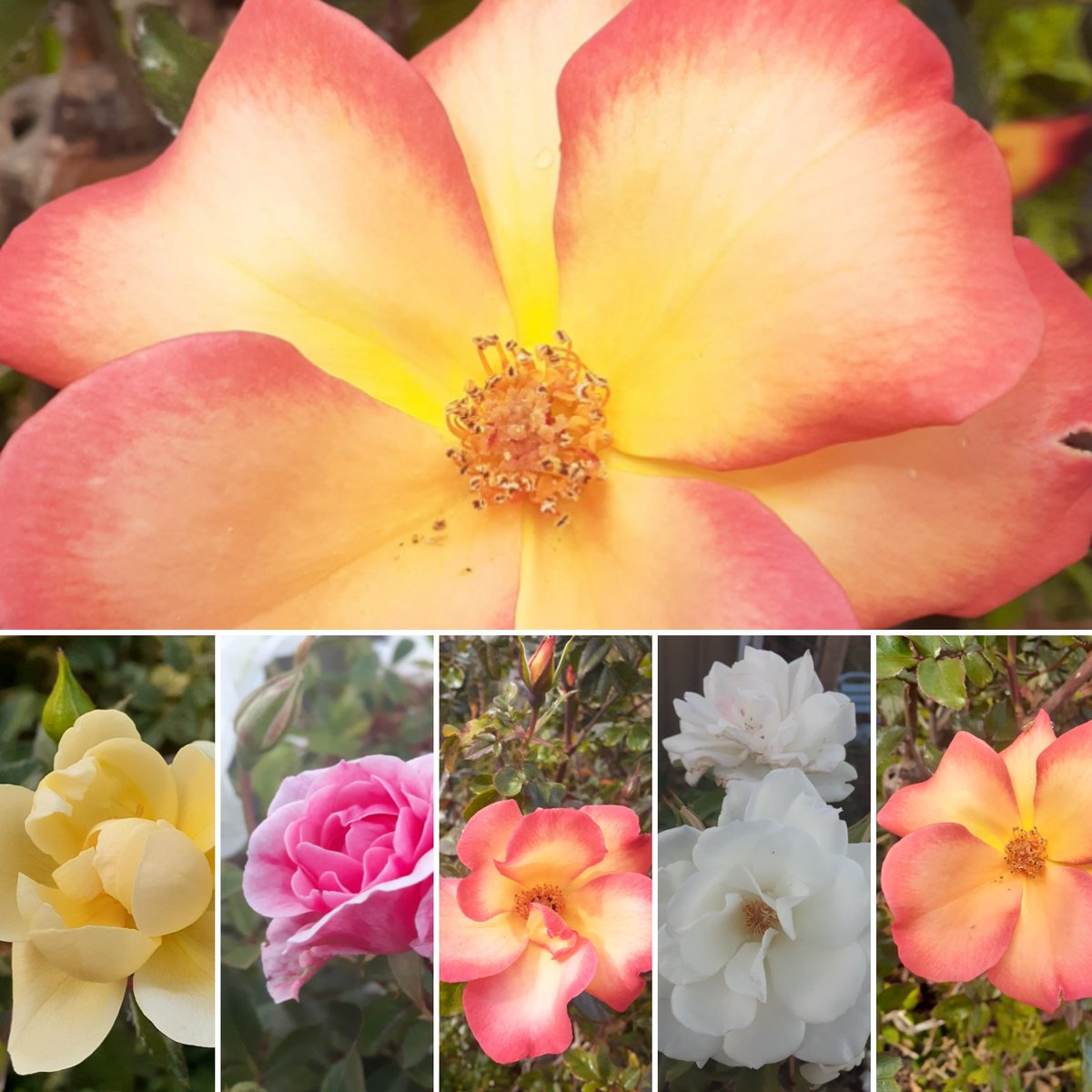 The prolific Playboy rose, Heidesommer, Iceberg and Bonica this week. 🌸💞⚘ #RosrWednesday #GardeningX #Flowers #FlowersOfTwitter #flowersmakeeverythingbetter #writerslife #aroseaday