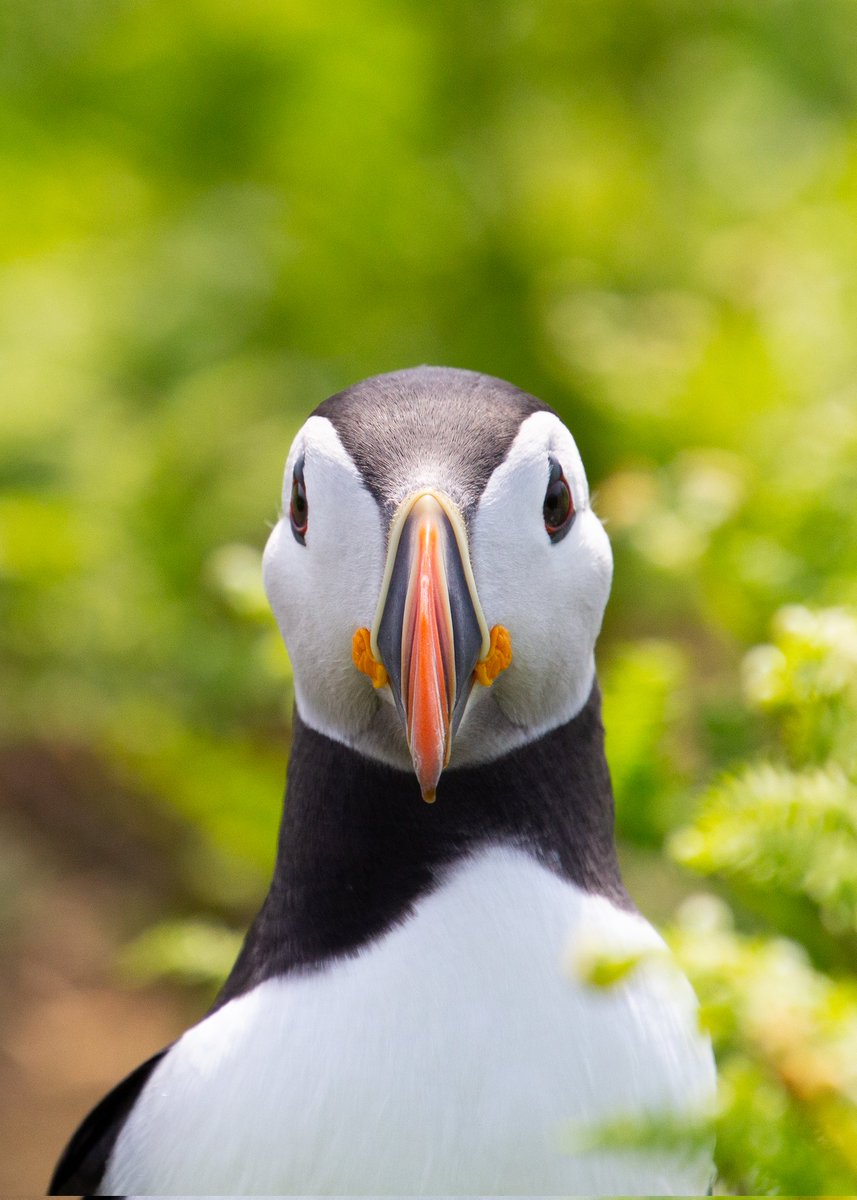 Puffin photo dump from skomer part 1! I can't wait to get painting using some of these as references!