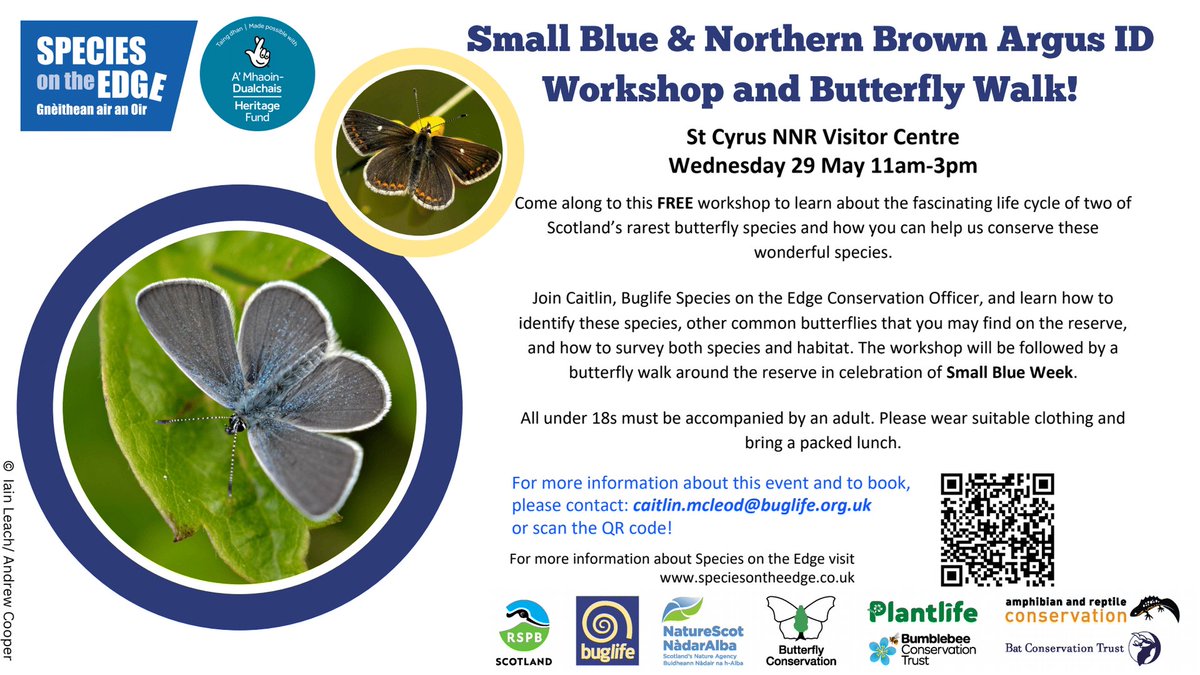 Join #BuglifeScotland @speciesedge Conservation Officer, Caitlin, to learn about the fascinating life cycle of two of #Scotland’s rarest butterfly species! 🗓️ Wednesday 29 May 🕙 11:00-15:00 📌 St Cyrus National Nature Reserve Visitor Centre, DD10 0AQ bit.ly/4dEmBMu