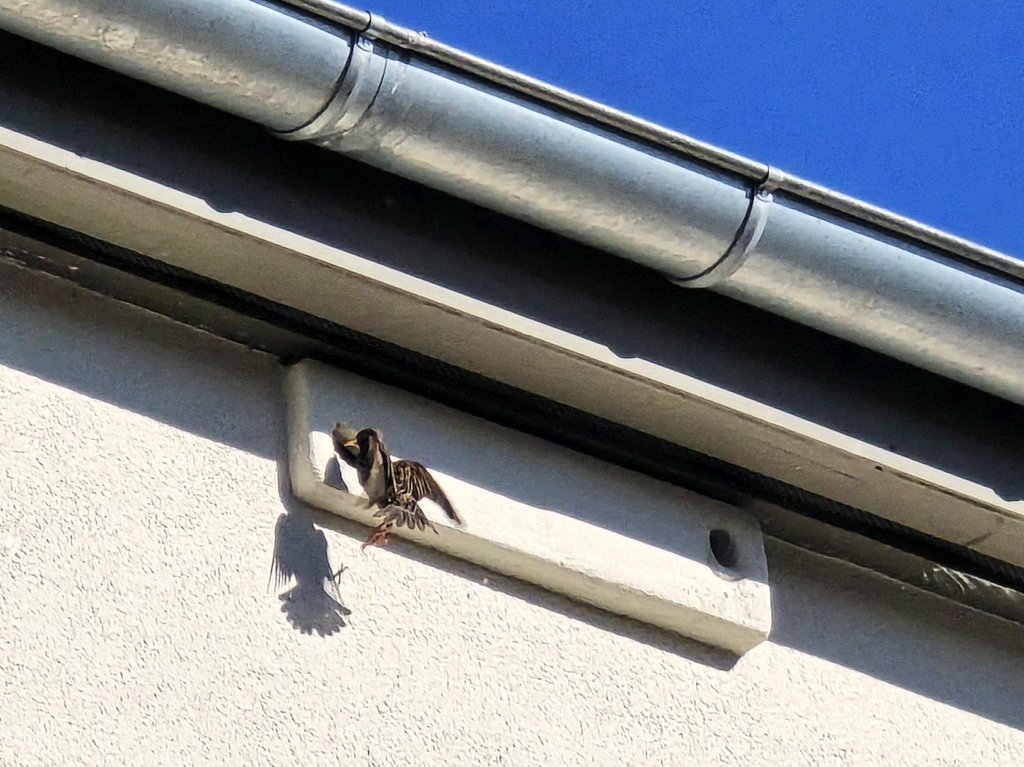 Kultschule Sewanstr.  Lichtenberg, ich hatte damals #Gebäudebrüter kartiert. Für Spatzen war der Brutausfall zu lang -ewige Baustelle.  Kleiner Trost, Stare haben Junge in den neuen Niststeinen.