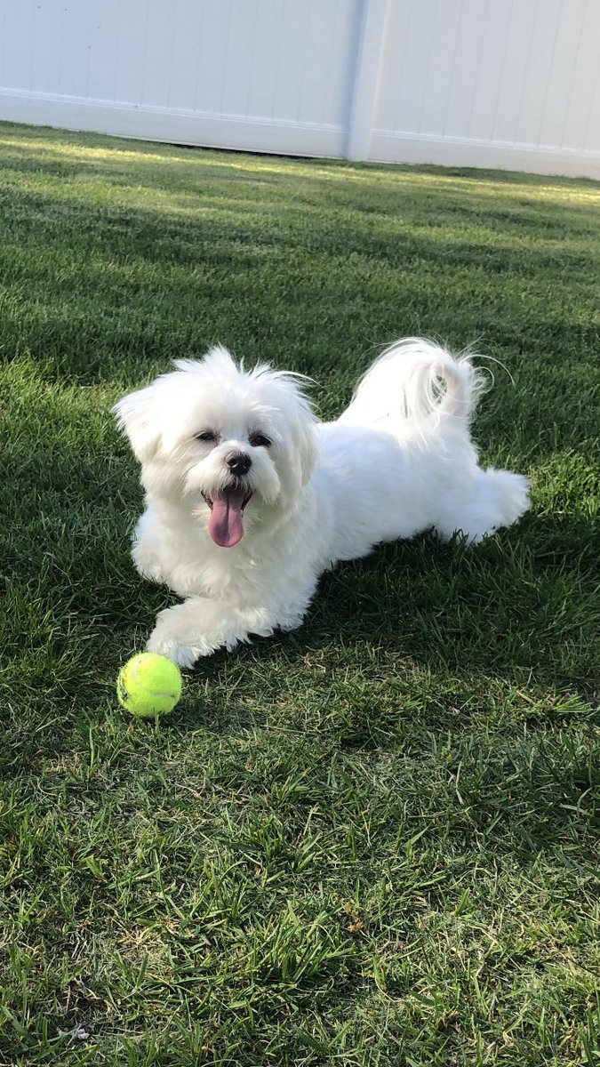 Hi 👋 it’s me Hayden!♥️ Good Morning ☀️ and Happy #TOT 👅!! It’s gorgeous out💞🌸 I think I’ll spend the whole day out here!🫶😎🥰 Have a great day everyone! #Hayden🤍 #HappyTuesday💕🐾🩷🌸