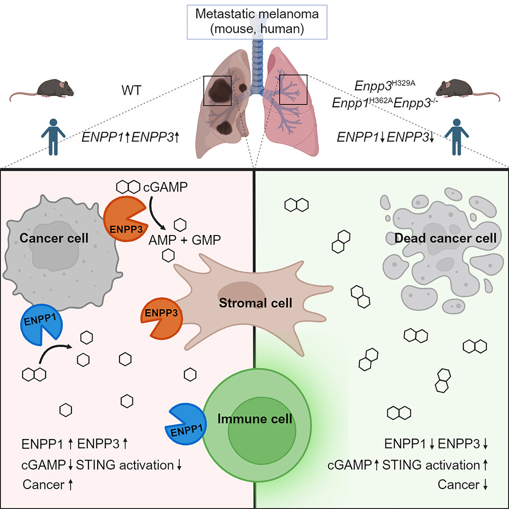 Arc Institute (@arcinstitute) on Twitter photo ⚡After discovering the role of the ENPP1 enzyme in masking cancer from the immune system, <a href="/Lingyin_Lab/">Lingyin Li Lab</a> has found a new enzyme, ENPP3, that also inhibits cGAMP-STING signal + anti-tumor immune response, preventing immunotherapies like Keytruda from working effectively.
🧵⬇️ ⚡After discovering the role of the ENPP1 enzyme in masking cancer from the immune system, <a href="/Lingyin_Lab/">Lingyin Li Lab</a> has found a new enzyme, ENPP3, that also inhibits cGAMP-STING signal + anti-tumor immune response, preventing immunotherapies like Keytruda from working effectively.
🧵⬇️