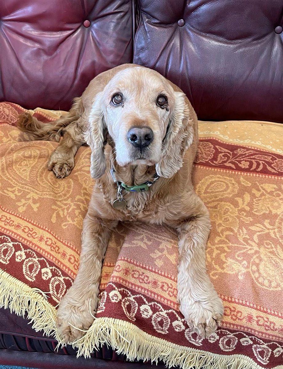 Please retweet to help Chandler find a home #LANCASHIRE #UK AVAILABLE FOR ADOPTION, REGISTERED BRITISH CHARITY ✅ This is Chandler the Cocker Spaniel, he came in to Bleakholt Rescue because of a bereavement in the family. He is 12 years old and has lived with children. He is…