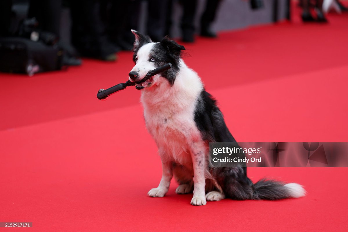Messi the dog being the best thing could happen to Cannes ever