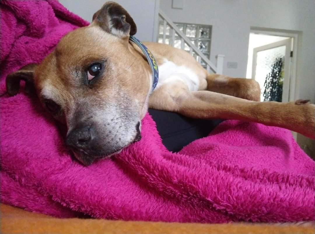 🐶 Mutley is looking for his forever home 🐶
M - marvellous!
U - unbelievably cute
T - toys (and treats)
L - loving 
E - extra waggy tail
Y - your best friend
Mutley is such a gorgeous boy and will make a lovely companion, so click on the link below...
seniorstaffyclub.co.uk/adopt-a-staffy… ❤️