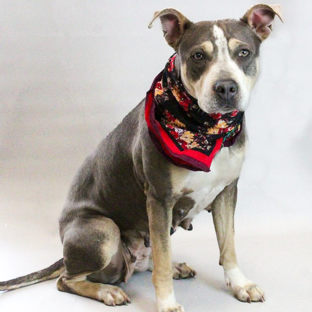 GvlAnimalCare's tweet photo. Dorothy is today’s #TeamFavoriteTuesday! Meet Dorothy: the epitome of sweetness and charm. In Dorothy, you'll find a polite lady with a heart of gold, ready to fill your days with love and warmth. Call/text our Lifesaving Team at (864) 467-3985 to schedule a meet &amp; greet today! https://t.co/AZt4mPtBaM
