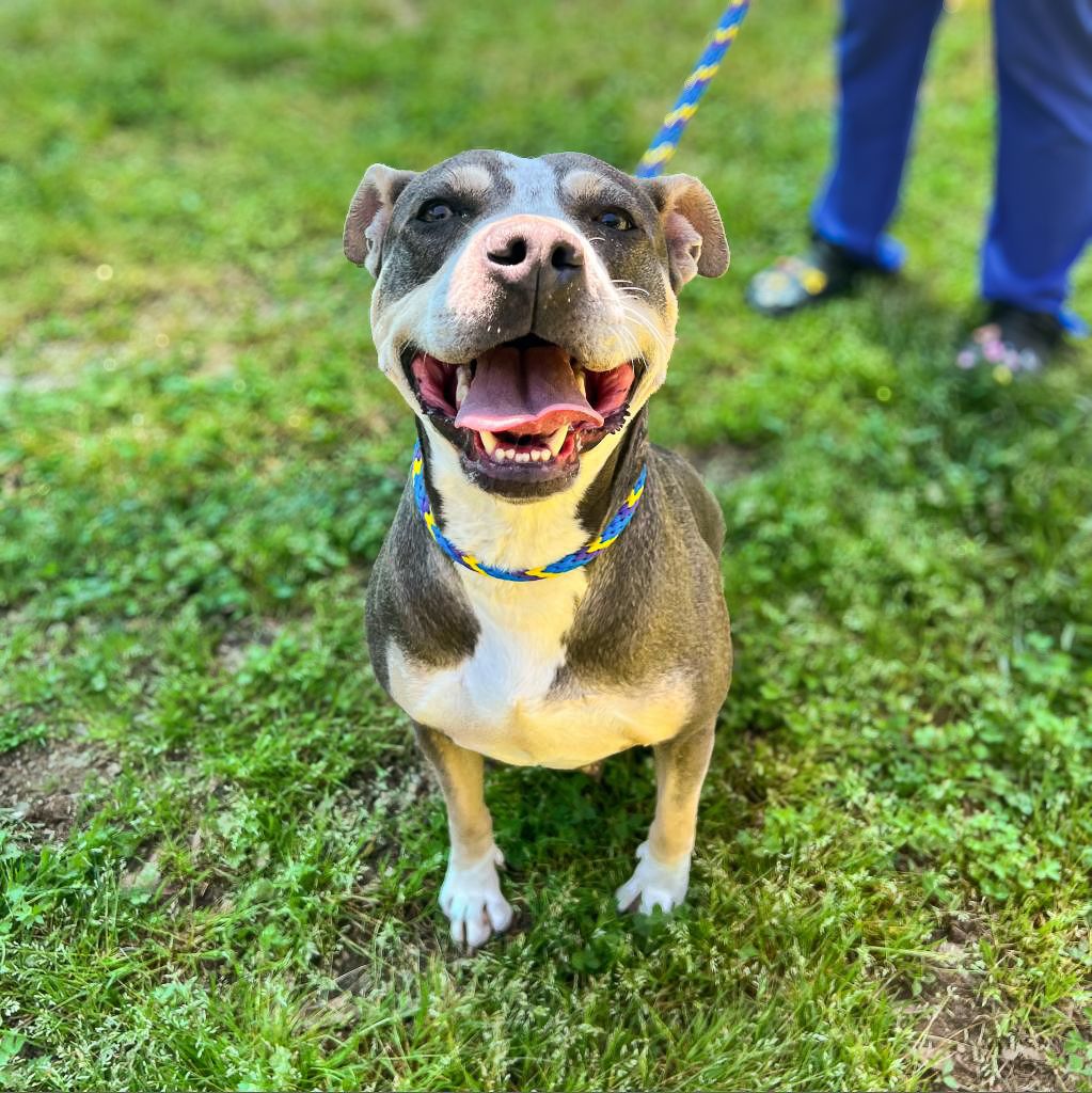 GvlAnimalCare's tweet photo. Dorothy is today’s #TeamFavoriteTuesday! Meet Dorothy: the epitome of sweetness and charm. In Dorothy, you'll find a polite lady with a heart of gold, ready to fill your days with love and warmth. Call/text our Lifesaving Team at (864) 467-3985 to schedule a meet &amp; greet today! https://t.co/AZt4mPtBaM