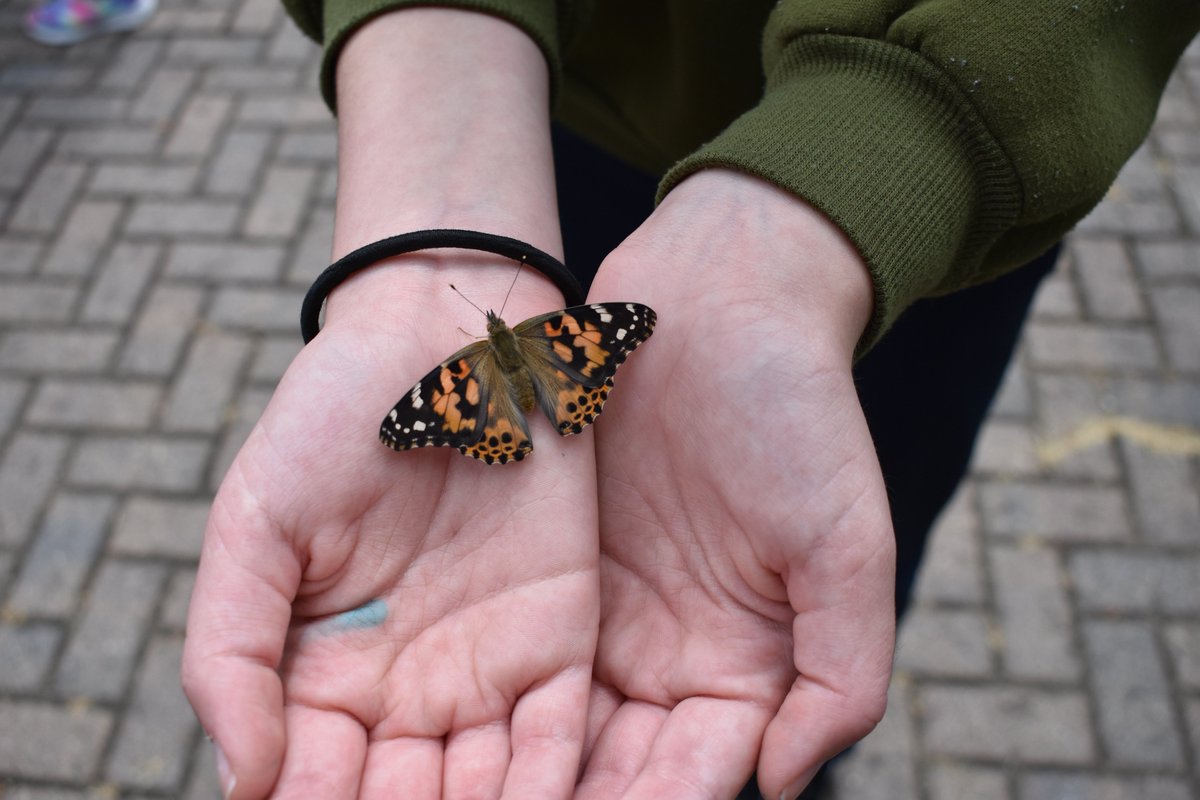 Yesterday, Ms. Bruder's @EHS_Hornets classroom had a butterfly release, filling our student's hearts with joy. Witnessing their excitement as they set these beautiful butterflies free was simply priceless. Here's to moments that make us believe in magic! #EastPennPROUD