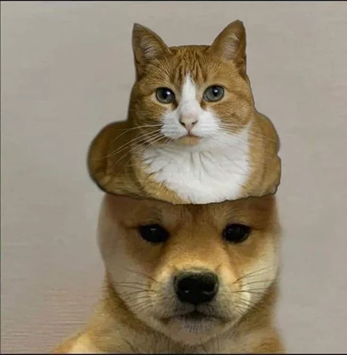 Damien (hmu for cracked Devs) tweet media