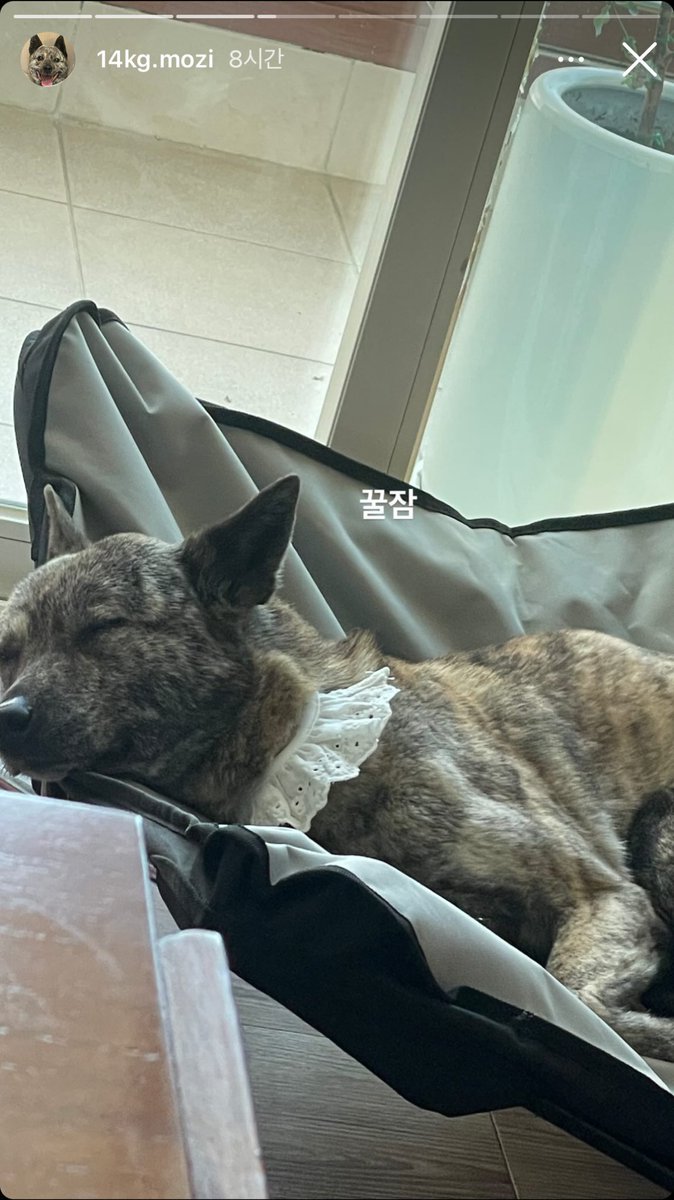 모찌 인스타 찾았다 🥹 사연이 진짜이든 가짜이든 아무튼 모찌는 죄가 없지. 모찌야 새로운 멋진 가족과 함께 행복하자. 
instagram.com/14kg.mozi