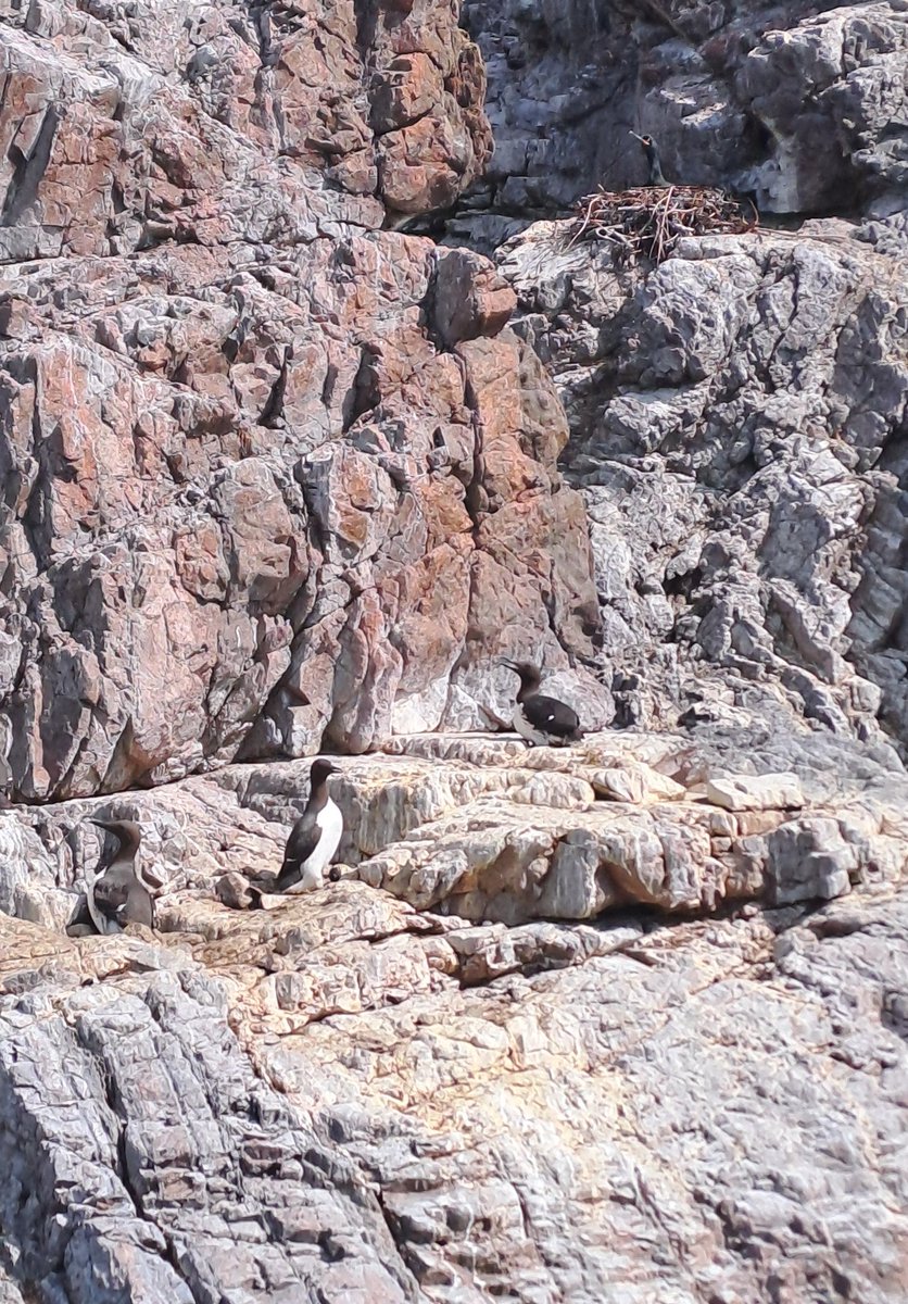 EMPTY LEDGES. First visit to North Sutor colony revealed the extreme impact bird flu, storms and rising sea temps have had on seabirds. Cormorants down by 36% to only 86 nests, shags by 60% to 60 nests and Guillemots down by a massive 83% on last year.