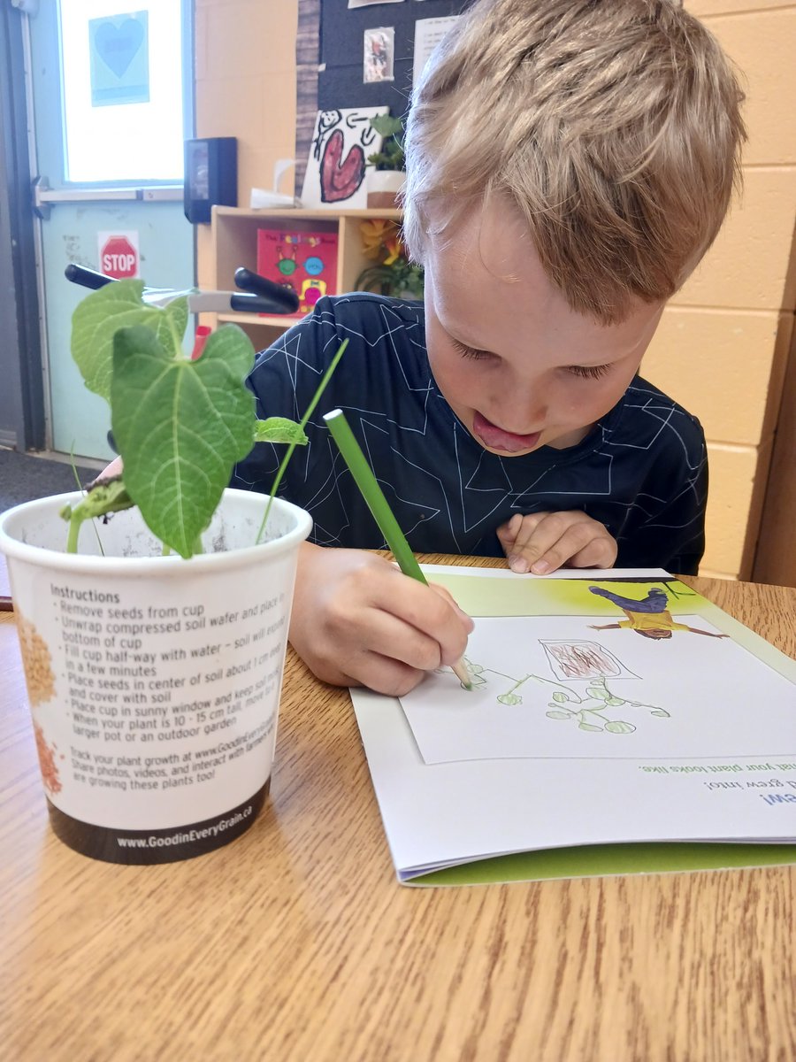 Thank you @SeeWhatGrows for our seeds, books and plant journals! Students have really enjoyed documenting the growth of their plants! 🪴 @alcdsb_olmc @alcdsb #ALCDSBMYSP #TogetherIsBetter #ALCDSBblessed
