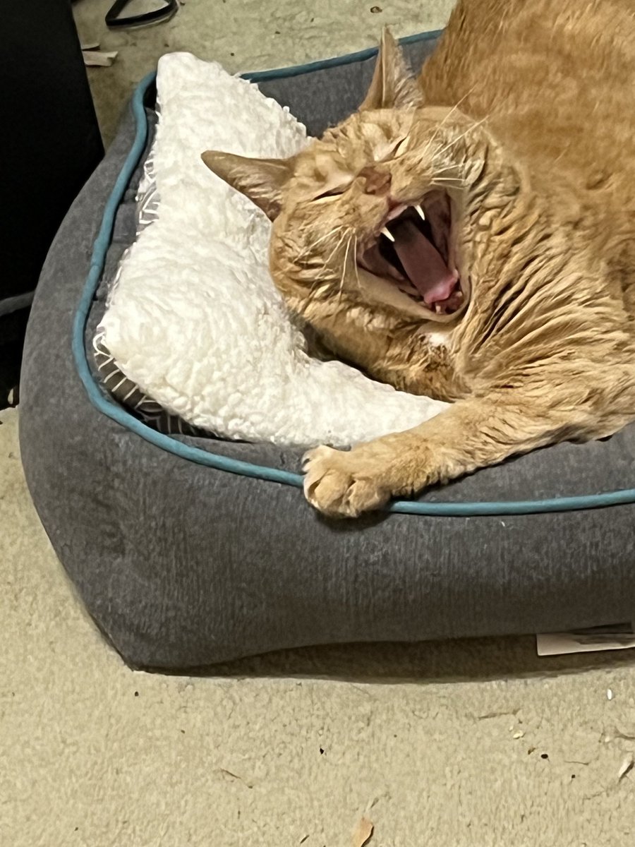 Happy #tongueouttuesday I am showing not just my tongue, but my entire mouth-tongue, teeth, tonsils. Oh wait, do I have tonsils? Hope your day is full of love and laughter and that you share it with others. #catsoftwitter