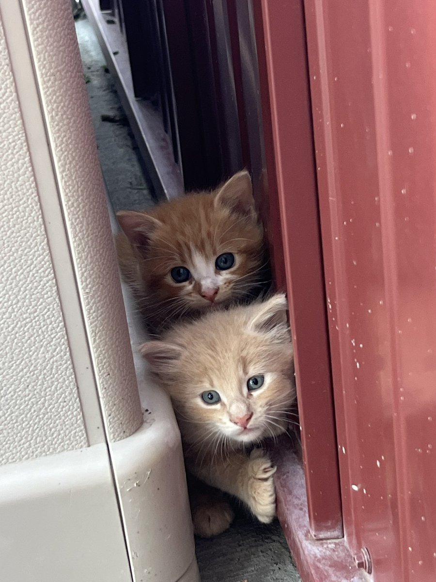 Welp, these two cuties showed up at my daughter’s house this morning.  Momma had them in the woods