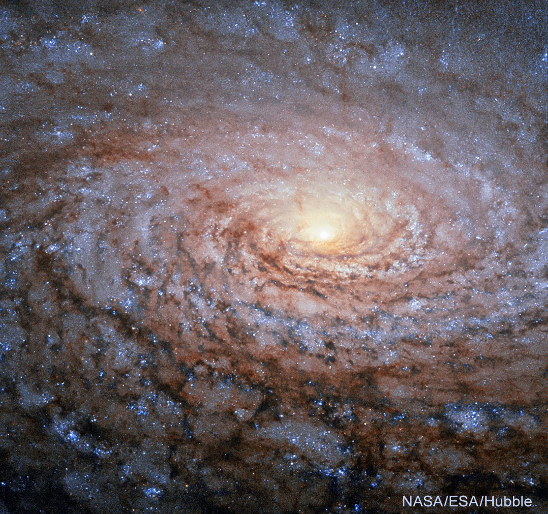 Today Chandra is studying a galaxy in the constellation Canes Venatici (Latin for 'hunting dogs'). Nearby in the sky is M63, also known as the Sunflower Galaxy. Similar in size to our own Milky Way Galaxy, this celestial bloom contains over 400 billion stars! 🌻✨