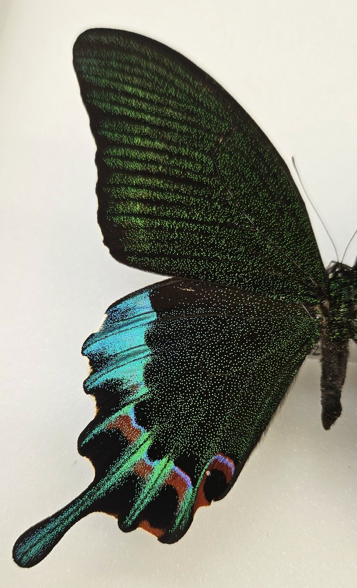 I didn't get to see the #Auroraborealis or the pretty skies in London this time..however, keep smiling imagining the sky with the colours of the amazing we got the collections @NHM_London. Sharing #Philippines' endemic *Papilio chikae 🦋 for your delight 😊