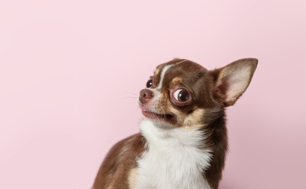 It’s Tuesday, May 14th. It’s International Chihuahua Appreciation Day. Enjoy appropriately with a very small celebration with huge bulging eyeballs.