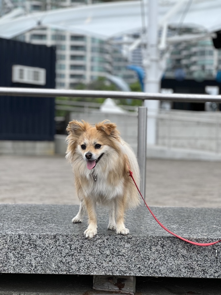 Furry Aging (Senior dog care) tweet media