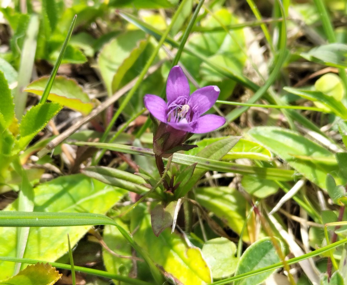 WCCPnews's tweet photo. Early #Gentian is a very rare chalk #grassland species. Favouring #southfacing slopes, they close their petals in lower light.
Thriving in thinner soils with short vegetation this appearance (1st obs since 2013) is partly down to the #grazing of our #Dextercattle over the winter! https://t.co/AdabxDoekq