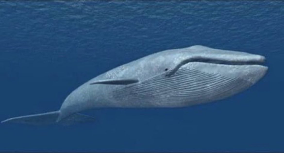 @KeithOlbermann @SpeakerJohnson The anus of a Blue Whale can stretch a distance of just over three feet, making it the 2nd biggest a**hole in the world. The first being Keith Olbermann.
