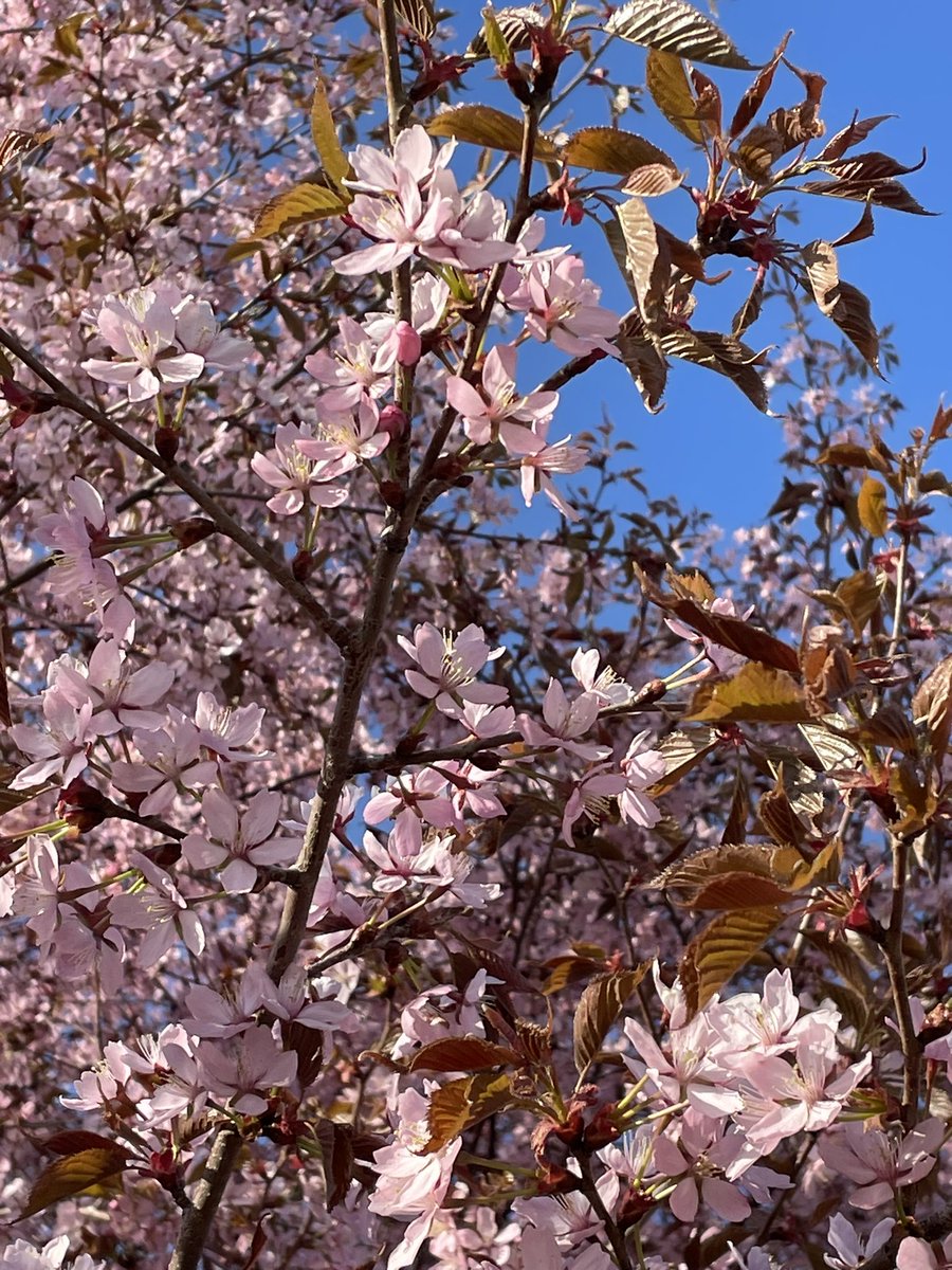 Taas on tämä aika vuodesta. Tulkaa ihmiset Roihuvuoreen 🌸 #Kirsikkapuisto