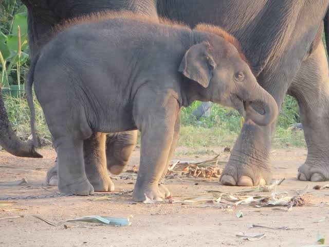 🔥 Baby elephants suck their trunks for comfort, just like baby humans suck their thumbs.